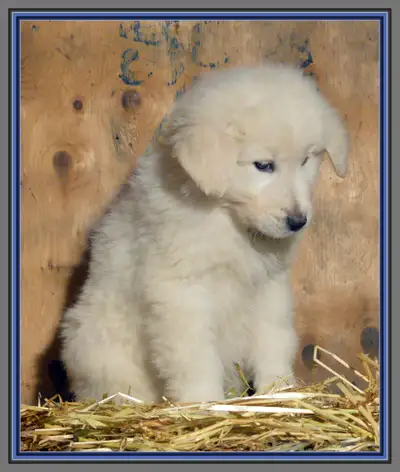 Maremma / Great Pyrenees puppies available, View more
