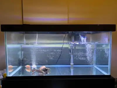 4 to 5inch Oscar Fish, View more