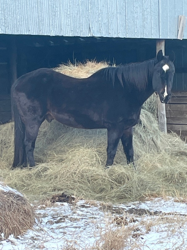 Horse to Rehome Horses & Ponies for Rehoming Brandon Kijiji