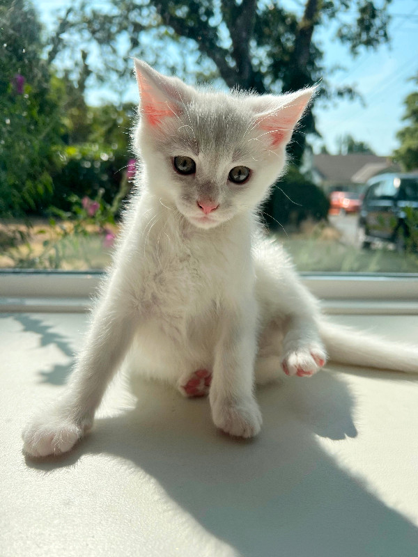 4 Maine Coon Kittens Cats & Kittens for Rehoming Victoria Kijiji