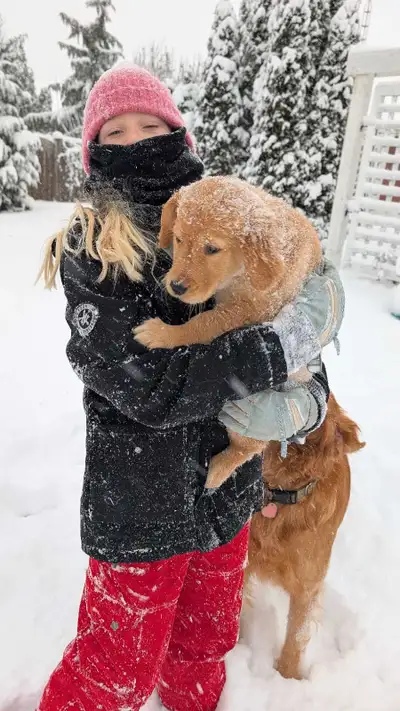 Beautiful Golden Retriever Puppies! Ready for Rehoming!, View more