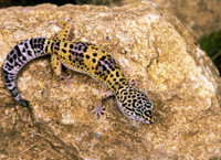 ISO Normal Female Leopard Gecko