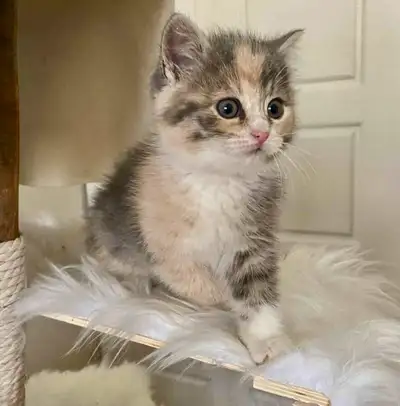 2 CHATONNES FEMELLES. VERMIFUGEES 5X AVEC DU FENBENDAZOLE. SOCIALISEES ET CAJOLES TOUS LES JOURS. EL...