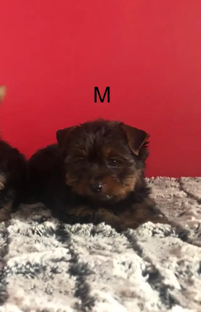 Yorkshire gros mâle 800$ in Dogs & Puppies for Rehoming in Laval / North Shore - Image 2
