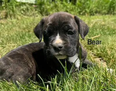 boxer x cane corso puppies ready for rehoming, View more
