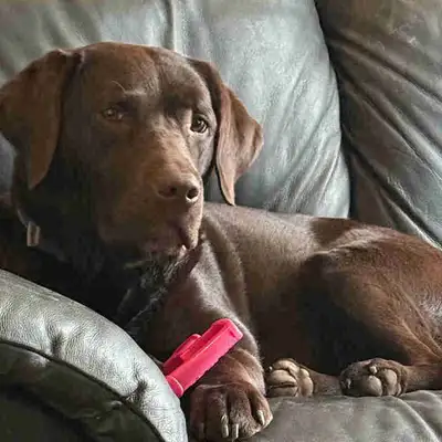 Chocolate Labrador Retreiver Female 4 years old, View more
