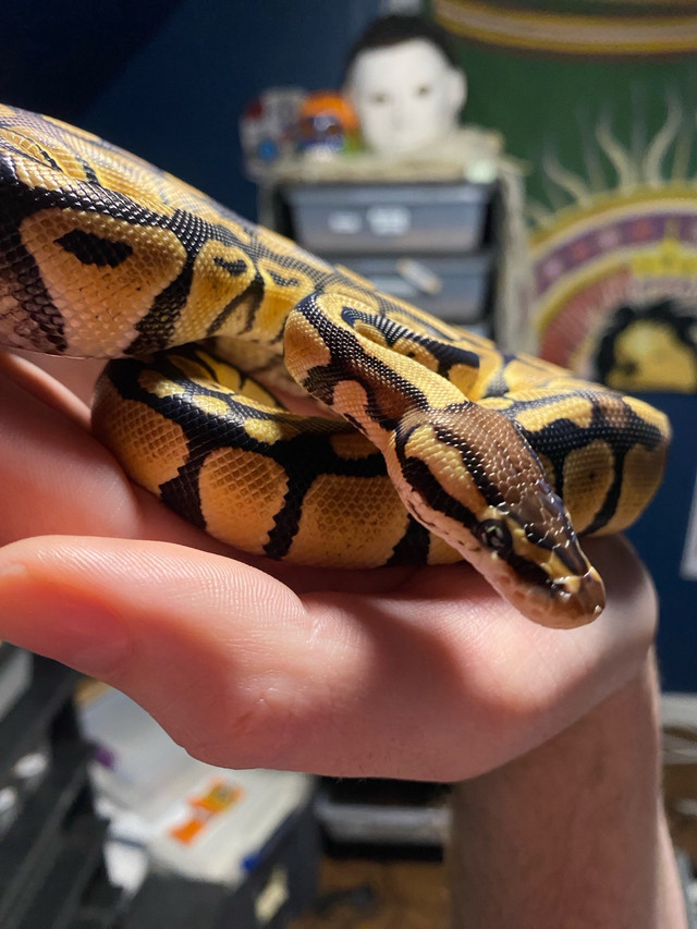 Pastel 100%het clown ball python  in Reptiles & Amphibians for Rehoming in Leamington - Image 2