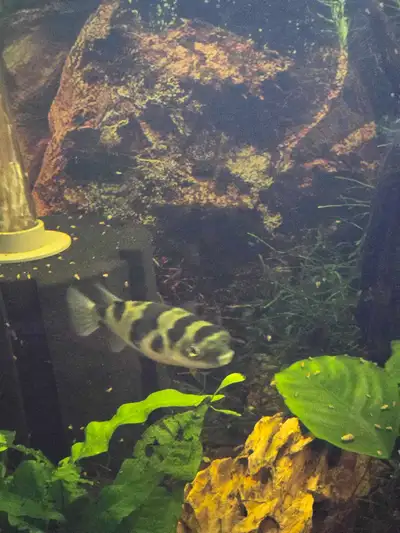 Amazon freshwater puffer with year supply of snails , View more