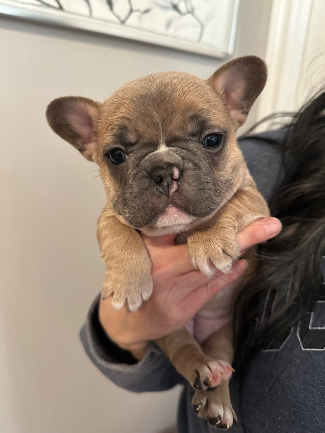 French bulldogs ckc now ready  in Dogs & Puppies for Rehoming in Grande Prairie - Image 4