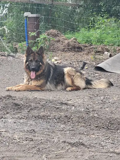À vendre – Magnifique chienne Berger allemand à poil long de 8 m, View more