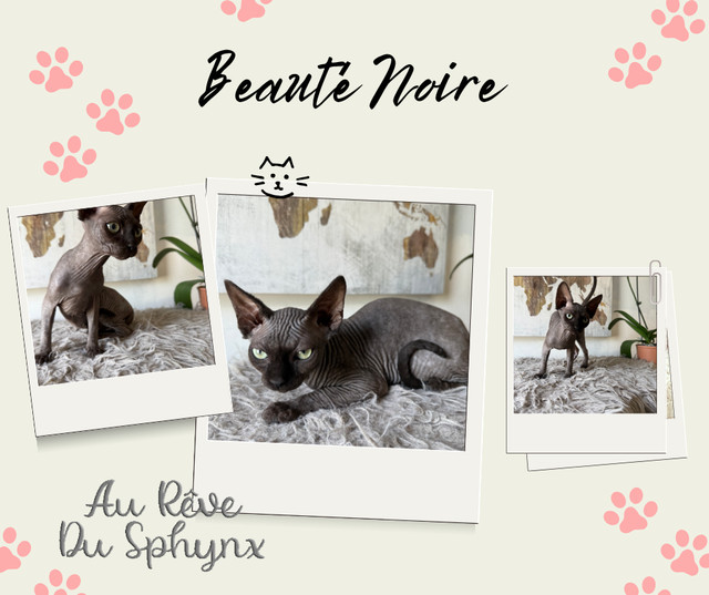 3 Belles femelles sphynx dans Chats et chatons à adopter  à Saint-Jean-sur-Richelieu
