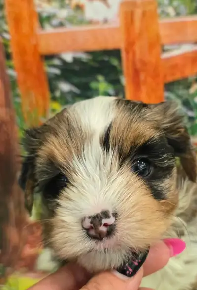 Adopt Dogs & Puppies Locally in Oshawa / Durham Region | Free