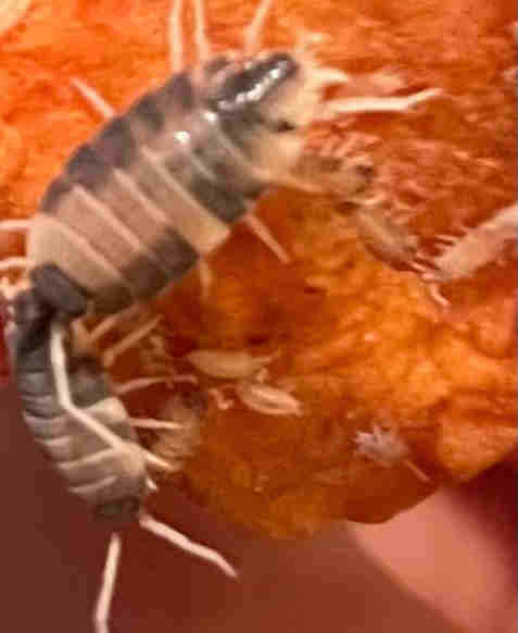 Porcellionides pruinosus 'Oreo Crumble' isopods in Other Pets for Rehoming in Hamilton