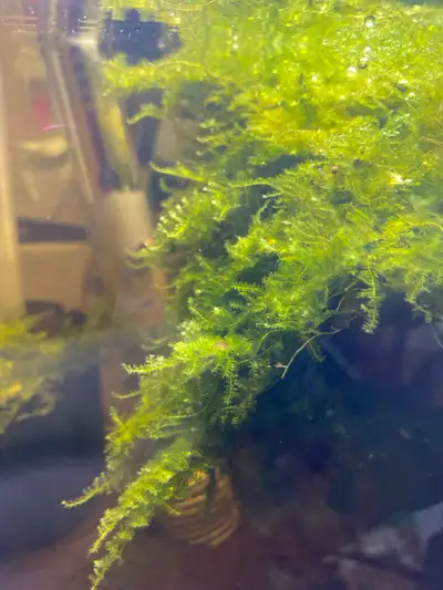 Java moss have lots of it handful for $5 Can ship aswell Pick up Atwood