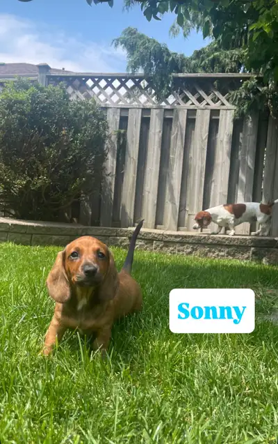 MINI DACHSHUND PUPPIES 10 W.O. ONLY 1 LEFT READY FOR NEW HOME, View more