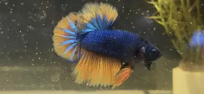 My Fav Betta For sale. Pickup Only