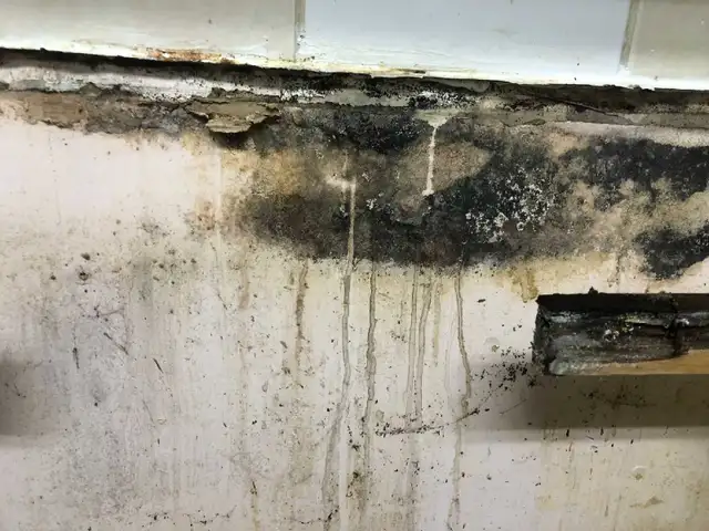24/ 7 Mold Removal566985241386045442