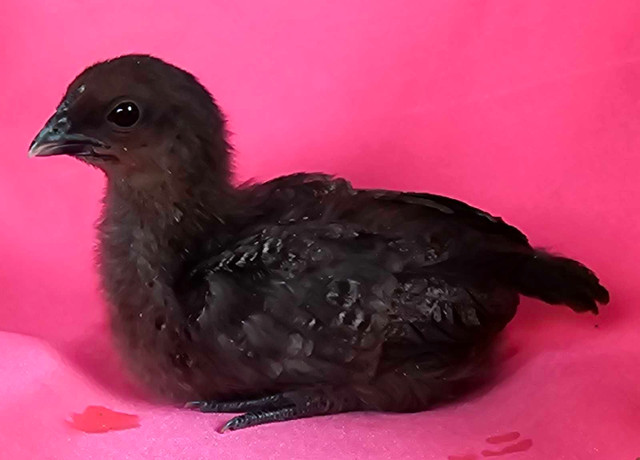 chicks available (maran, polish, frizzle/polish, H'mong) in Livestock in New Glasgow - Image 3