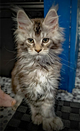 5 CHATONS MAINE COON POLYDACTYLES (6-6-6-6) dans Chats et chatons à adopter  à Ville de Québec - Image 4