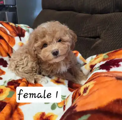 Mini Cockapoo pups (F1b), View more