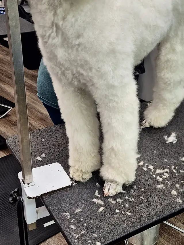 Professional Dog Grooming...Special treatment at SPRINGFIELD K.584651887996446727