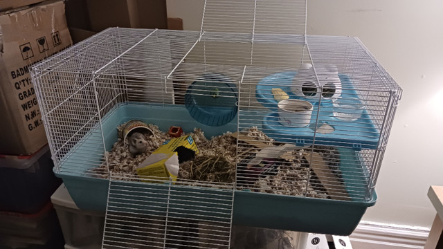 Petit hamster cherche nouvelle maison dans Petits animaux à adopter  à Ville de Montréal