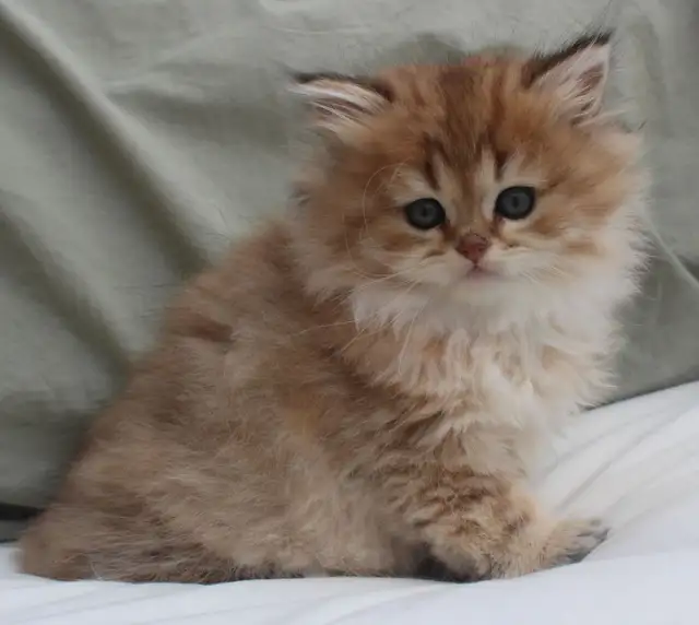 Rare Teddy Bear Kittens (British Longhair) in Cats & Kittens for Rehoming in Winnipeg - Image 8