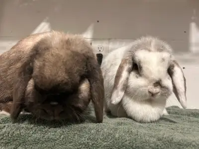 Holland Lop Females - FREE , View more
