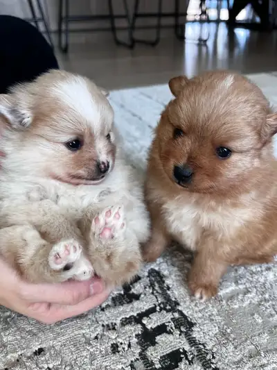 Pomeranian puppies, View more