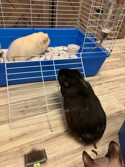 cochon d’Inde , View more