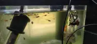 Guppy fry and juvenile 