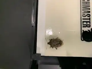 BEDBUG, MICE, COCKROACH, WASP, ANTS, PEST CONTROL64578848383874123