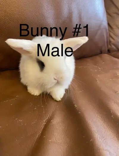 FRIENDLY BUNNIES , View more