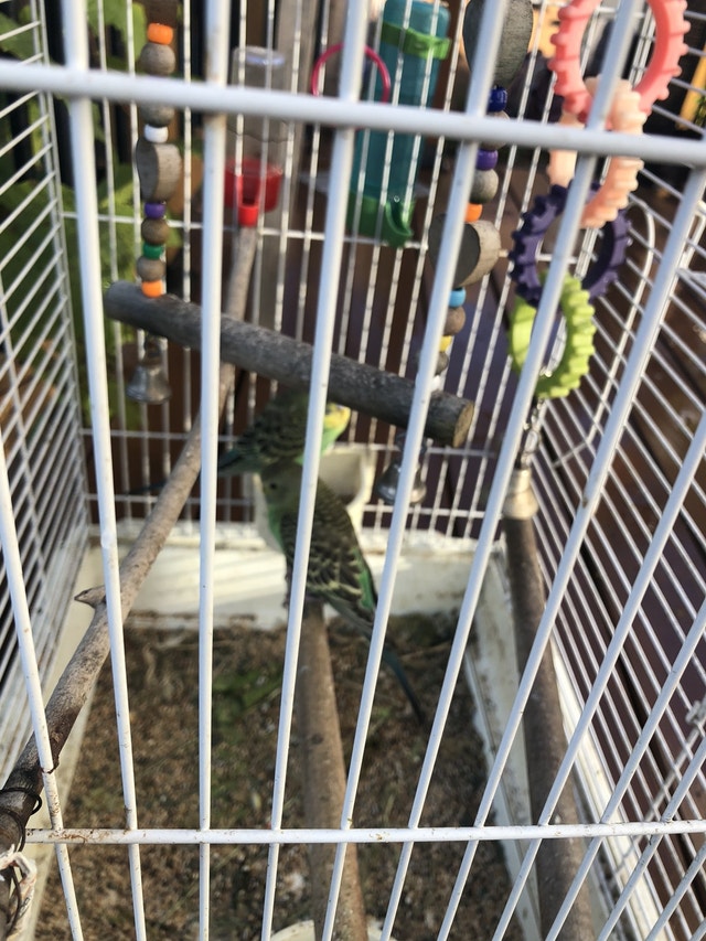 Two budgies and cage Birds for Rehoming Ottawa Kijiji