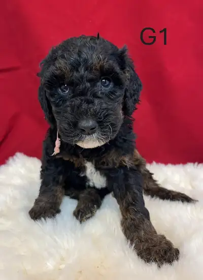 Beautiful Mini Goldendoodles, View more