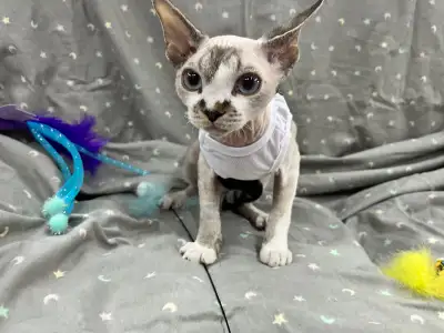 Purebred Devon rex and mix breed available 