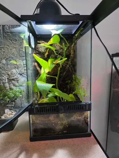 This is a complete bioactive terrarium, perfect for small reptiles or amphibians, and it currently h...