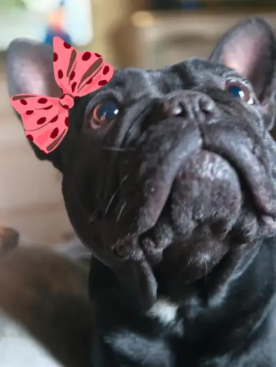 French Bulldog for rehoming, View more