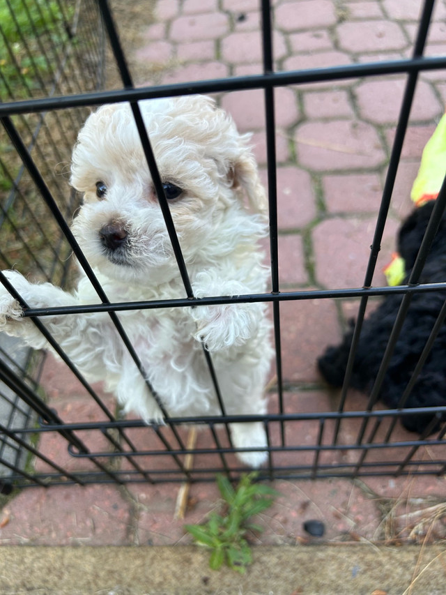 ❤️ Yorkie poo ❤️ One Left ❤️ in Dogs & Puppies for Rehoming in St. Albert - Image 4