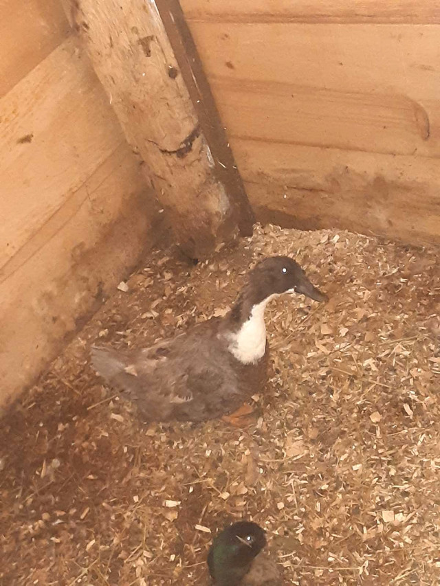 female duck  in Birds for Rehoming in Kingston