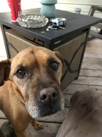 Pet sitter available, View more