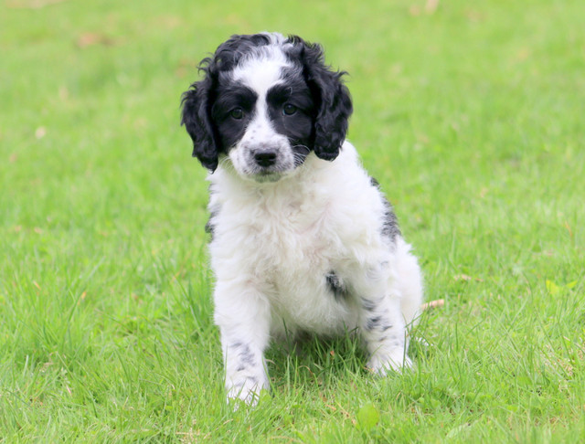 5/12 Left +++ Mini/Medium Australian Labradoodle/Double doodles in Dogs & Puppies for Rehoming in Ottawa - Image 2