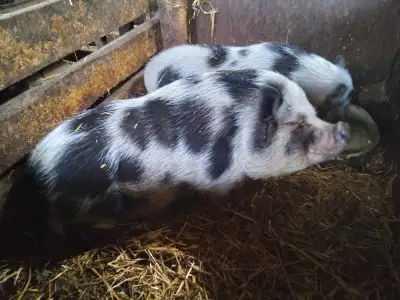 1 femelle et 1 mâle cochon miniature 200$/ch St-Romain G0Y1L0
