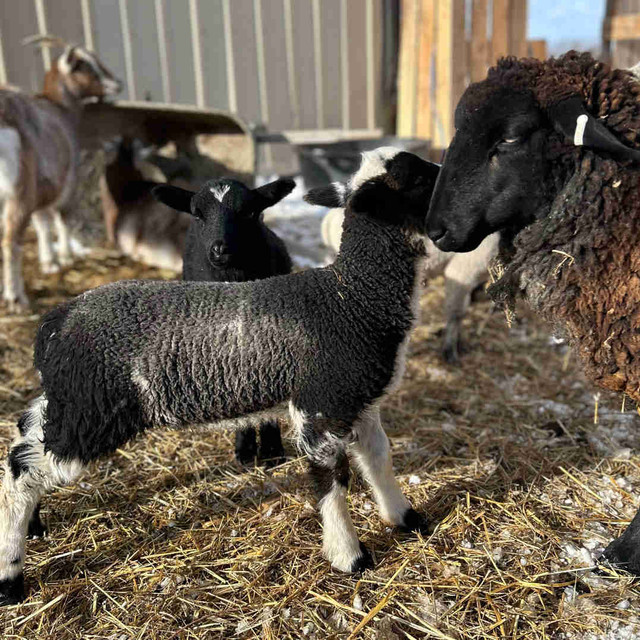 Ram lamb  in Livestock in Winnipeg - Image 3