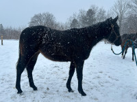 2 year old TB filly 