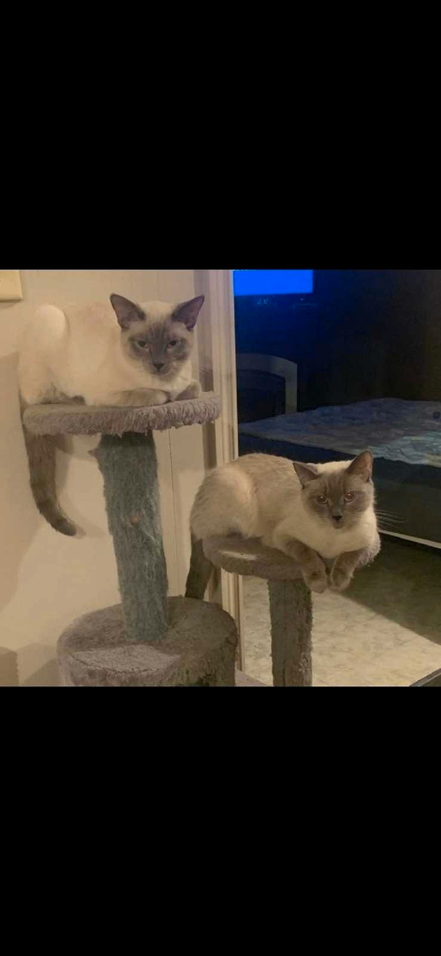 bebe siamois in Cats & Kittens for Rehoming in Bathurst