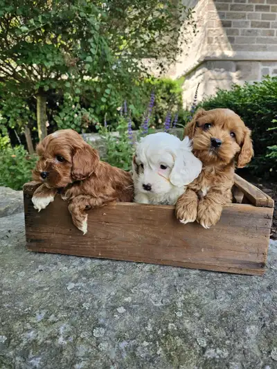 The cutest cockapoo puppies for sale. 2 females and 3 males available. They come vaccinated with the...