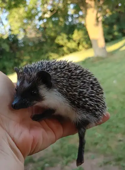 SALE♥ Camden Badger masked baby hedgehog ready♥Delivery habitats, View more
