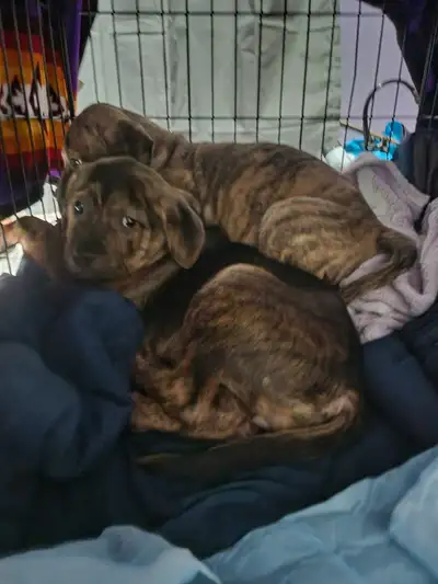 4 puppies 2 females 2 males father is a bull mastiff and the mother is a Rottweiler still need first...