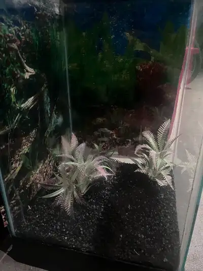 Comes with everything ready filters,pump, air hose, rocks lots fish food etc